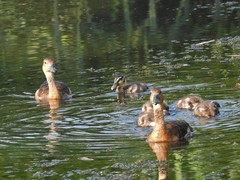 Dendrocygna javanica