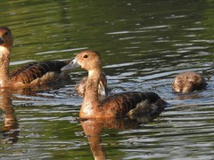Dendrocygna javanica