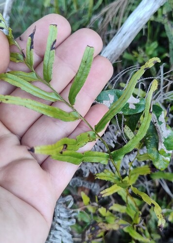Lindsaea ensifolia observed 2026-08-16