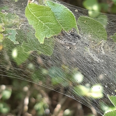 Yponomeuta evonymella