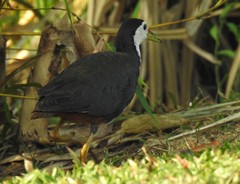 Amaurornis phoenicurus