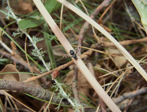 Herina lacustris