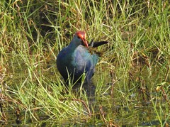 Porphyrio poliocephalus