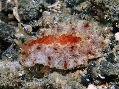 Carminodoris flammea