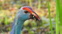 Porphyrio poliocephalus