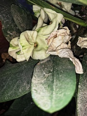 Euphorbia × lomi
