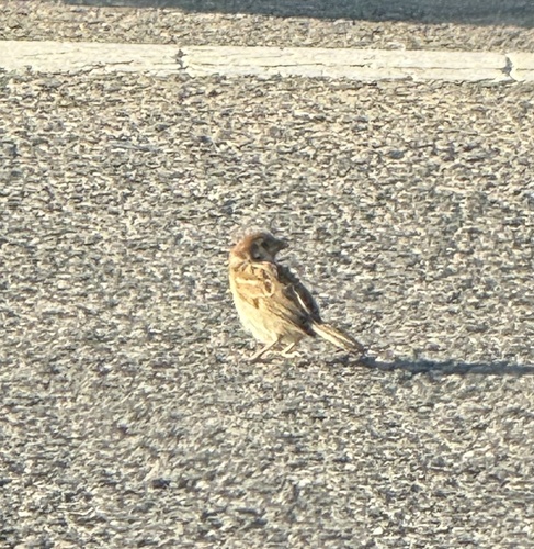 Eurasian Tree Sparrow