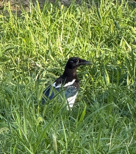 Oriental Magpie