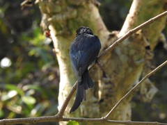 Dicrurus caerulescens