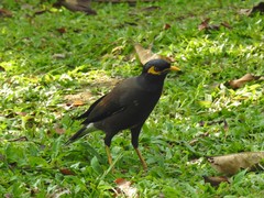 Acridotheres tristis