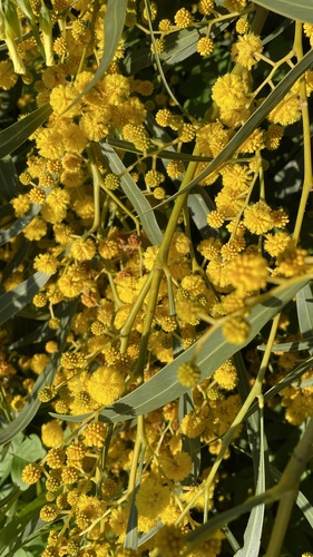 golden wreath wattle