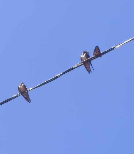 Barn Swallow