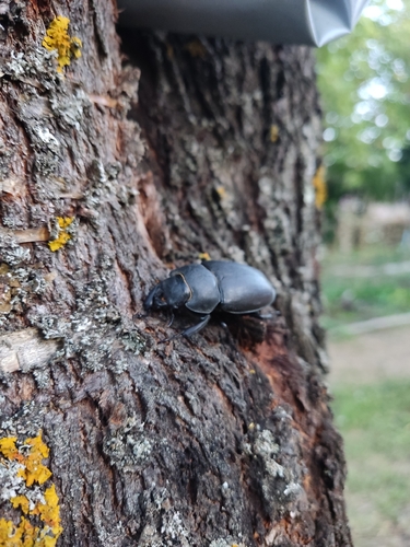 Lucanus cervus turcicus
