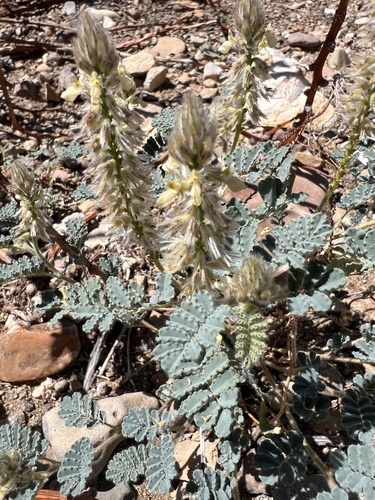 Downy Prairie Clover