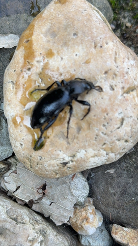 Leather Beetle, Munstergeleen, photo 9 of 10