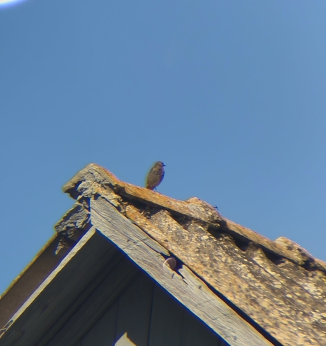 Black Redstart