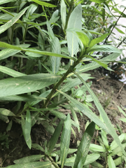 Hygrophila lacustris