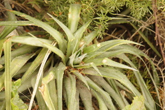 Fascicularia bicolor, photograph (c) Alex Press, some rights reserved (CC BY)