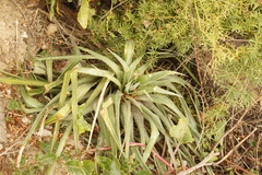 Fascicularia bicolor, photograph (c) Alex Press, some rights reserved (CC BY)