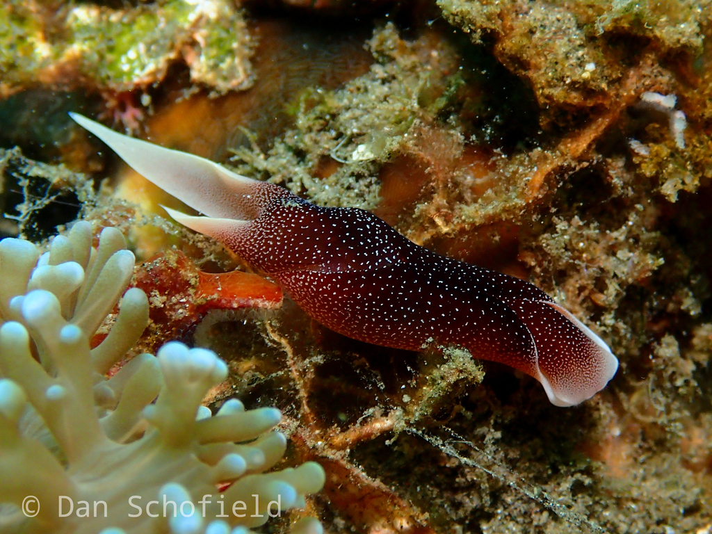 Lovely Headshield Slug