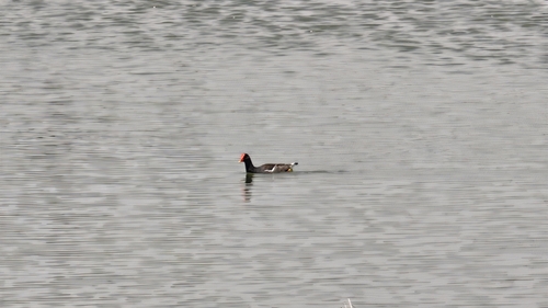 Eurasian Common Moorhen