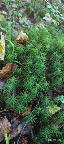Common Haircap Moss