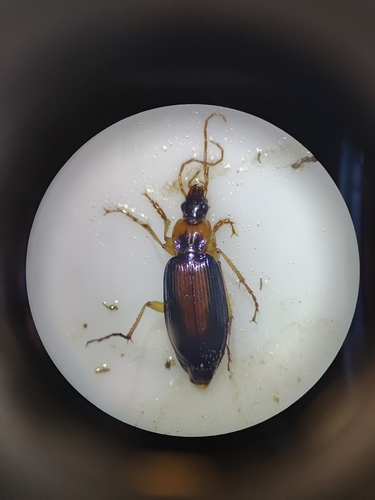 Dolichus halensis