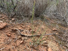 Acacia continua