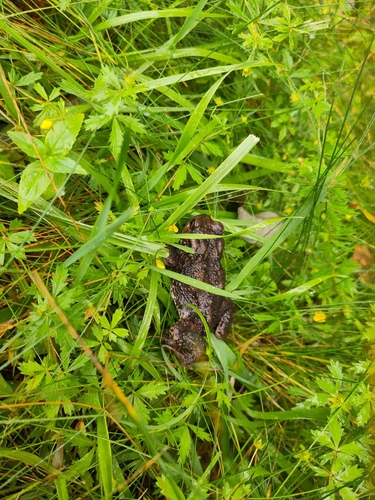 European Toad