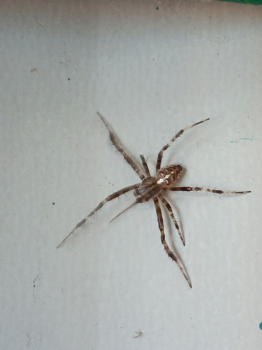 Cross Orbweaver
