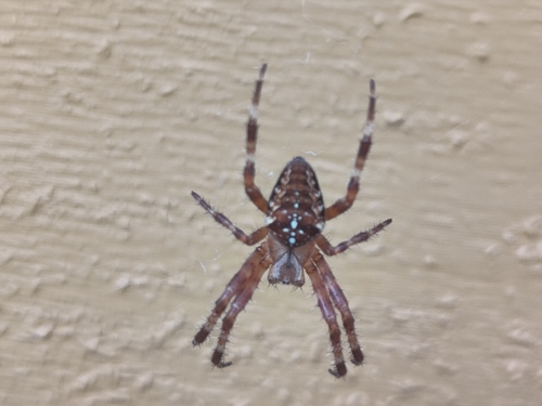Cross Orbweaver