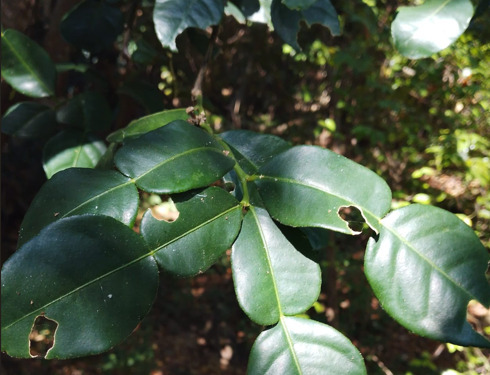 Citrus hystrix observed 2026-08-05