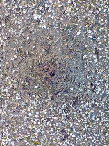 Southern Meat Ant
