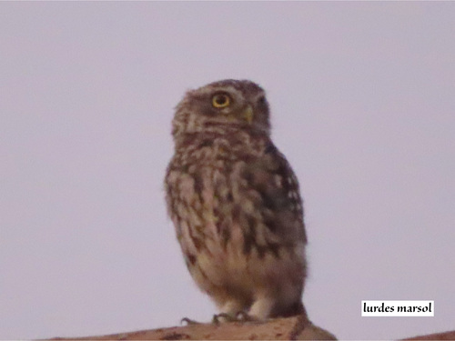 Little Owl