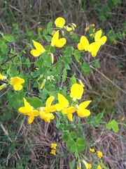 Hippocrepis emerus