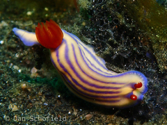 Hypselodoris maridadilus