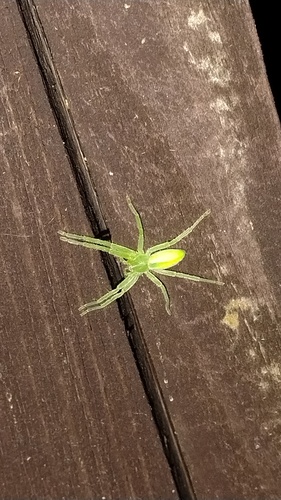Green Huntsman Spider