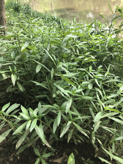 Hygrophila lacustris