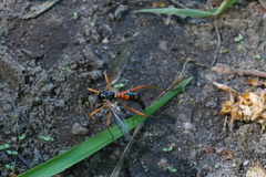 Tanyptera atrata