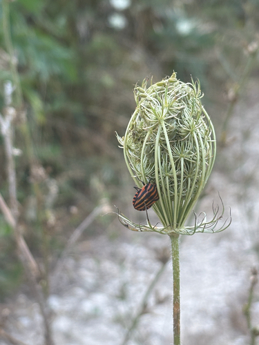 Continental Striped Shield Bug
