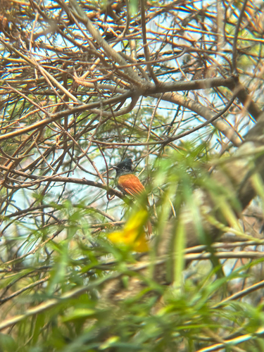 African Paradise-Flycatcher