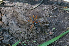 Tanyptera atrata