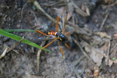 Tanyptera atrata