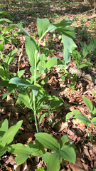 Polygonatum multiflorum