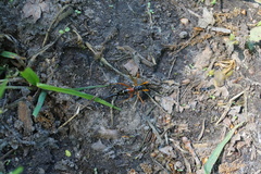 Tanyptera atrata