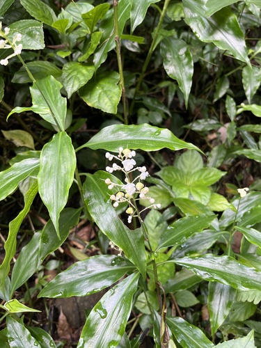 Pollia secundiflora observed 2026-08-16
