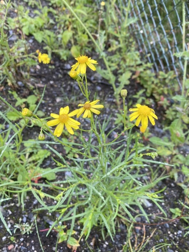Narrow-leaved Ragwort