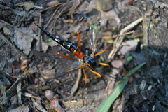 Tanyptera atrata