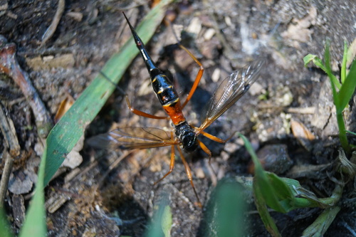 Giant Sabre Comb Horn Cranefly, Noord-Brabant, NL, photo 9 of 10