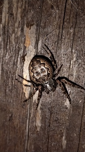 Walnut Orbweaver